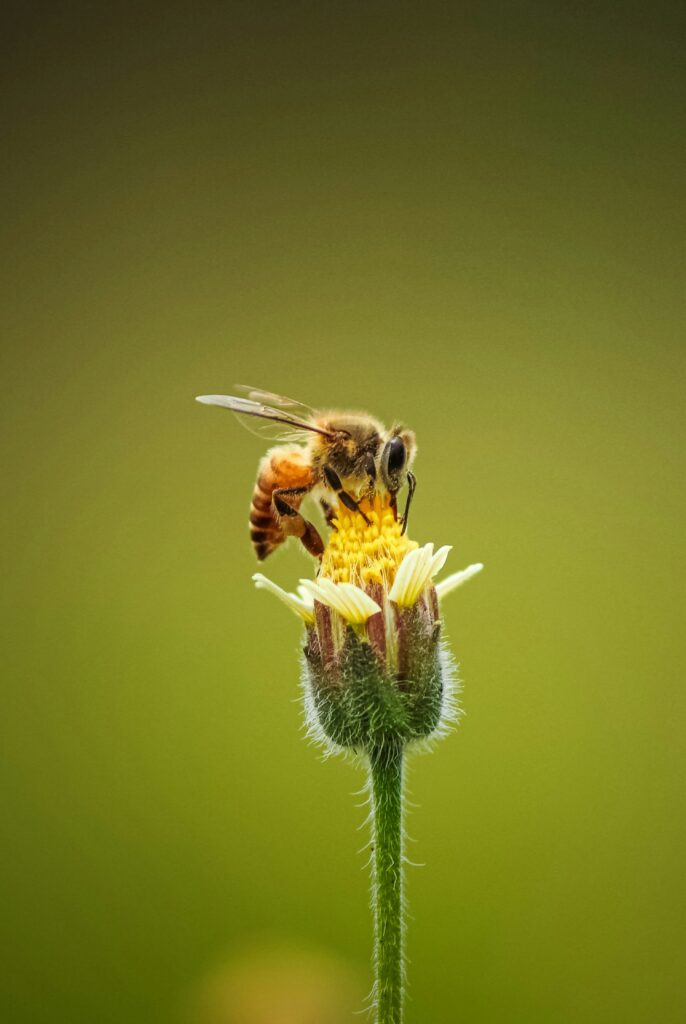 bee 1
