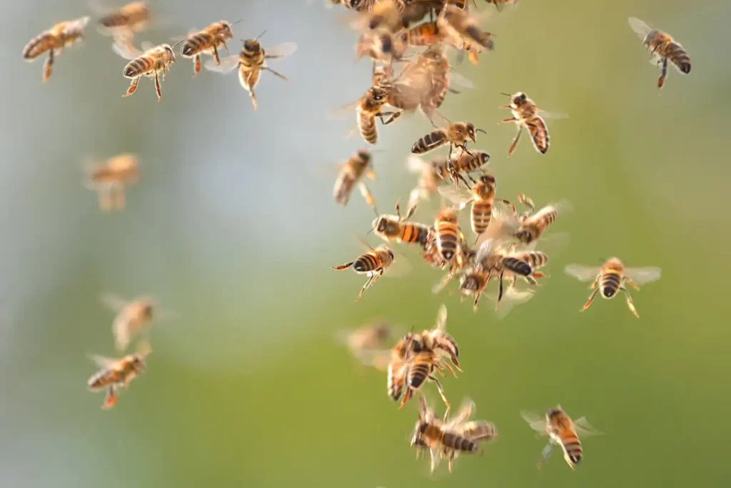 bees swarm 2