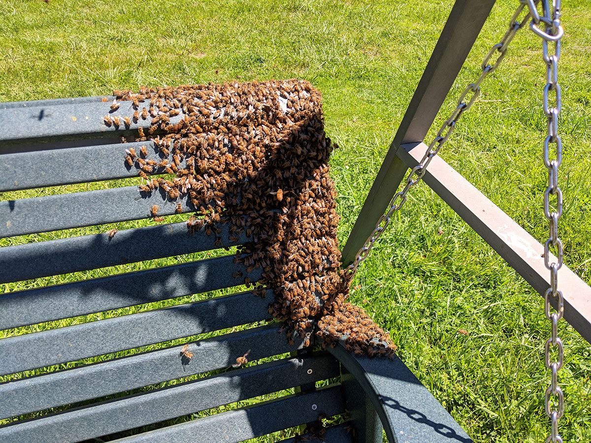 bees swarm 3