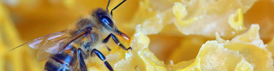 cropped bigstock a bee on a honeycomb 47472172 960 pixels wide