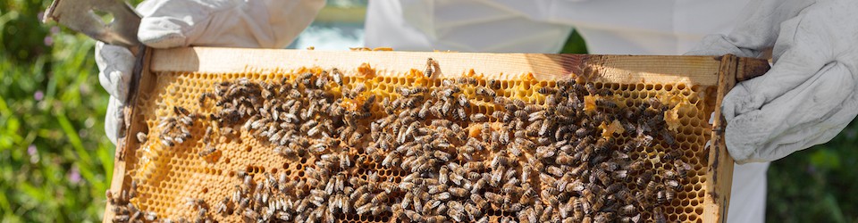 cropped bigstock beekeeper working in his apiar 63117133 960 pixels wide