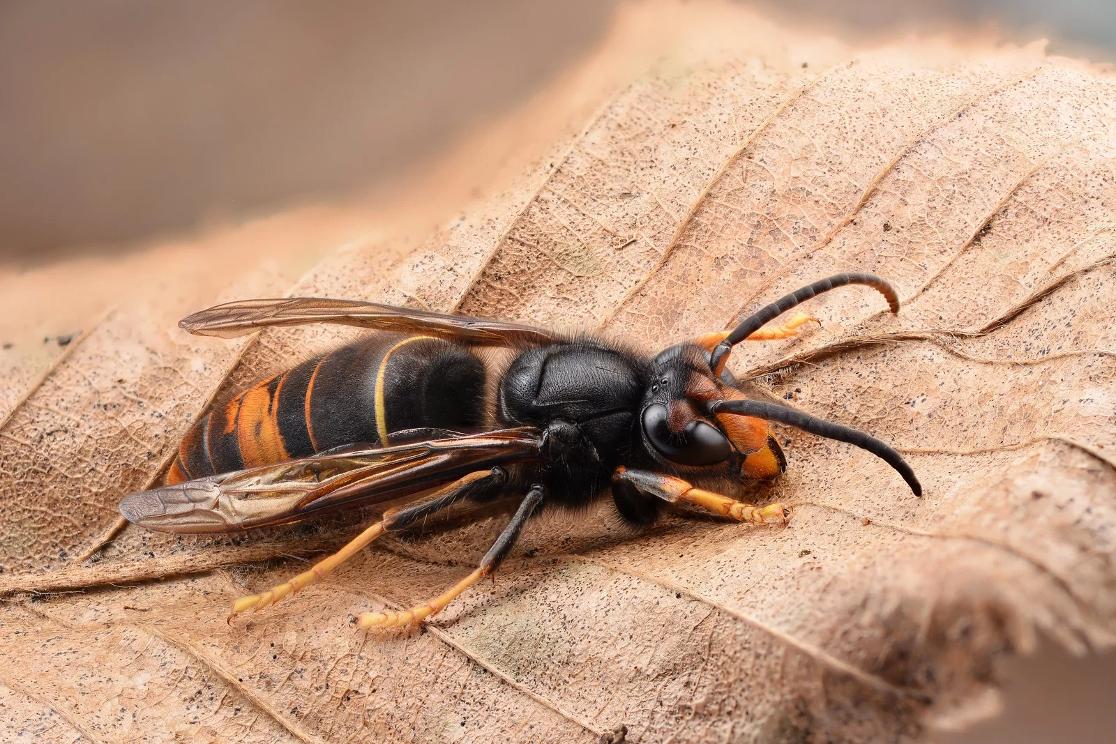 asian hornet 1