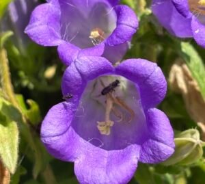 Finding the UK’s smallest bee