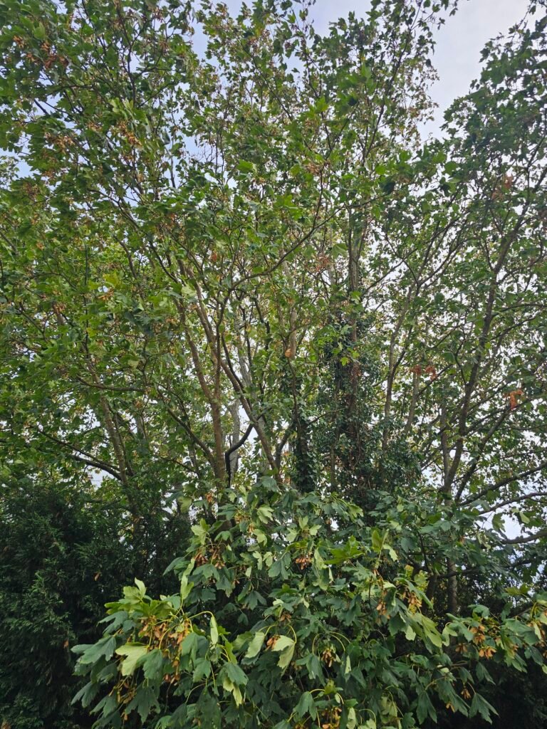Sycamore Tree 