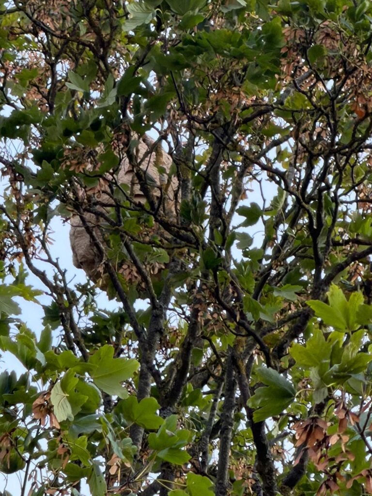 Nest