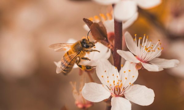 andy holmes wdz dez94rq unsplash