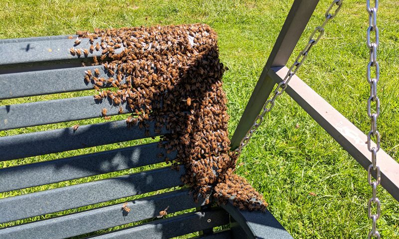 bees swarm 3