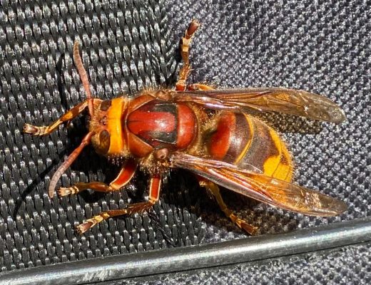 european hornet