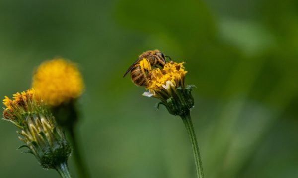 japheth supeyo abjffnostr0 unsplash